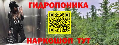 спайс Кингисепп